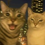 União 🏳️‍🌈