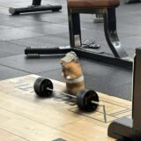 Gym rats🏋️‍♀️🏋️