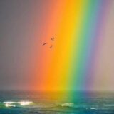 Rainbow Paradise, LGBT.