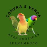 Aves Exóticas Pernambuco