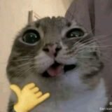 Bonde da Amizade 🤪