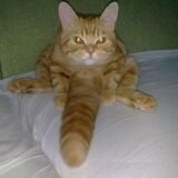 𝐶𝐴𝐿𝐴𝐵𝑅𝐸𝑆𝑂𝑆