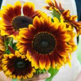 Sunflower 🌻[recrutamento]