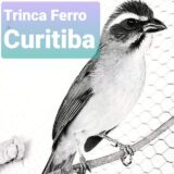Trinca Ferro Curitiba 🕊️