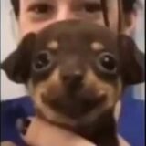 Os noia