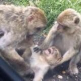 os 💯 emprego #ofc