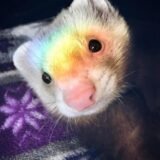 ೃ🏳️‍🌈!!ᥲᥣιᥲᥒᥴ̧ᥲ Lgbtᥱᥱᥒ 𖦹!₊˚⊹