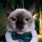 BDB😶‍🌫️🏳️‍🌈🍃