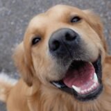 PETS SAUDÁVEIS E ALIMENTAÇÃO SAUDAVEL🐶