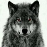 🐺⚔️NOFAP_ALPHA ⚔️🐺