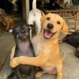 Receitas Saudáveis Para Pets ❤🐶