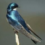 GRUPO DE ASSOBIADORES