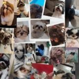 🐾 SHIHTZU & RAÇAS PEQUENAS ૮₍ 𝁽ܫ𝁽 ₎ა