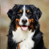 2. 🦴 NutriPet — Receitas para Seu Cão e gato e outros animais