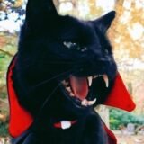 V𝘢𝘮𝘱𝘪𝘳𝘦’𝘴 𝘤𝘰𝘮𝘮𝘶𝘯𝘪𝘵𝘺 🧛🏼