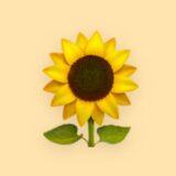 Sunflower Rifas