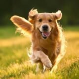 Receitas para seu pet🐶🖋