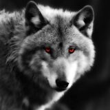 Wolf 🐺 Shits👺🤡