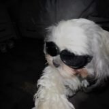 ⚠︎𝙷𝚘𝚜𝚙𝚒𝚌𝚎ᶜʰᵃᵗ⚠︎