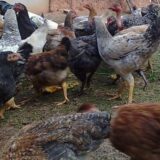 Criadores de galinha  caipira e de raça DO BRASIL 🐔