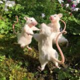 Nmr ou amz – família dos ratinhos 🙃🫶🏻❤️‍🩹