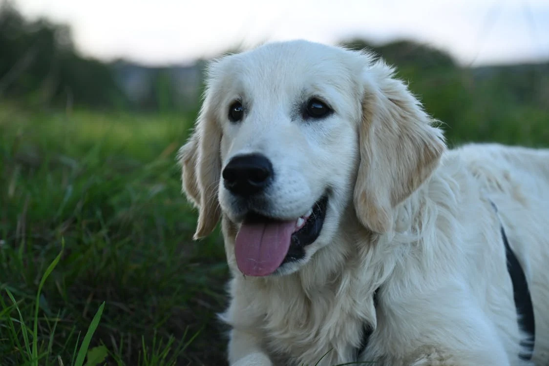 Clínicas Veterinárias 24 Horas: Atendimento Emergencial para Seu Animal