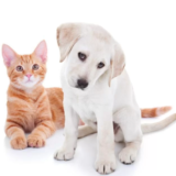 SEU PET SUA VIDA !