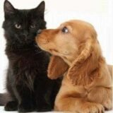 🐶Pet bem cuidado🐱