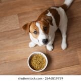 Dicas para seu pet 🐾❤️