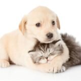 30 receitas saudáveis para seu pet